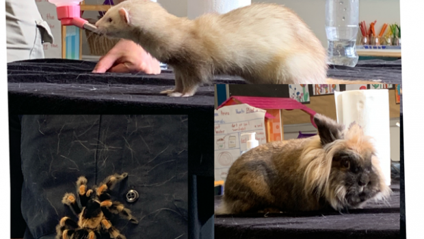 Yesterday we had a classroom visit from the Urban Safari Rescue Society.  Students got to meet and greet Urban Safari Rescue residents like turtles, snacks, bugs, sugar gliders and more! […]