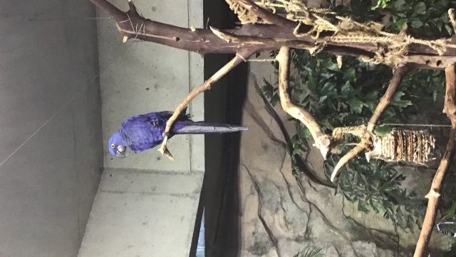 Blue Macaw