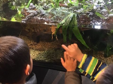 Golden Poisonous Frog