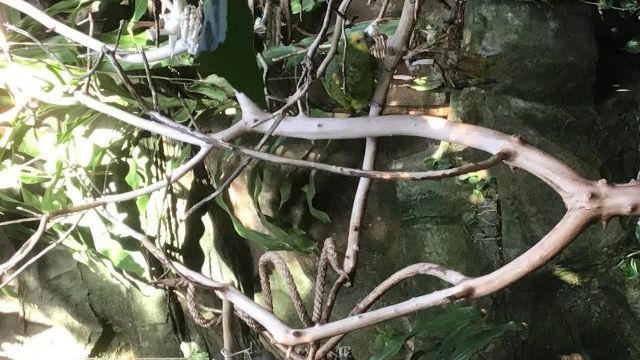 Green and Yellow Parrot