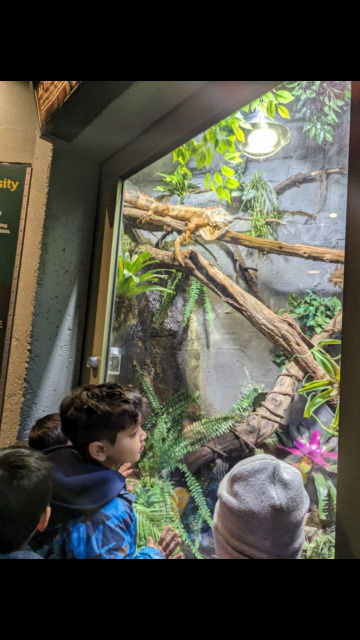 green iguana green iguana
