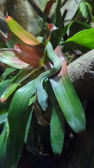 Baron's green racer 2 metres length Baron's green racer