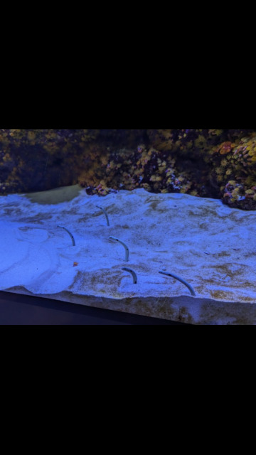 spotted garden eel spotted garden eel