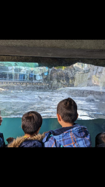 sea otters sea otters