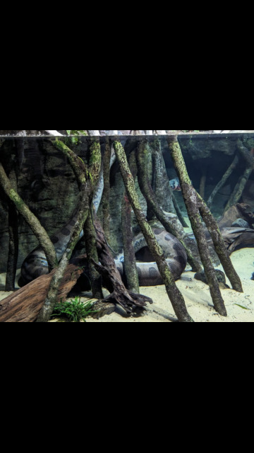 green anaconda 9 metres in length green anaconda