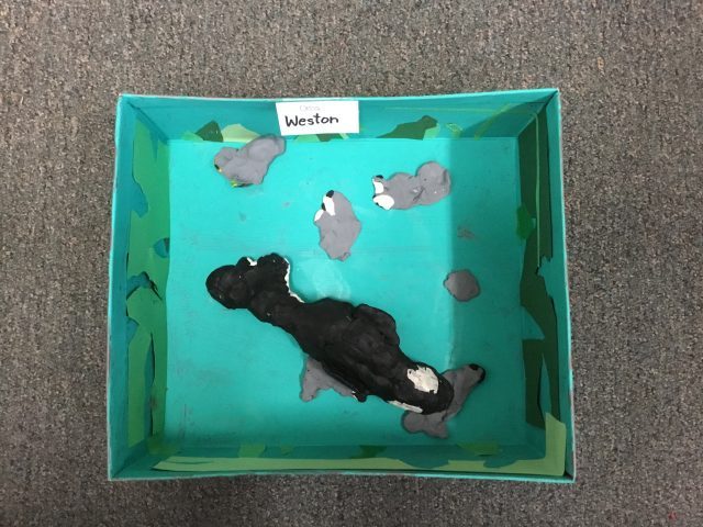 platypus habitat diorama