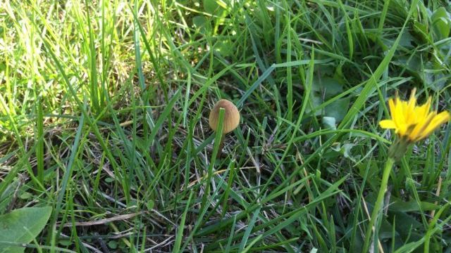 Les champignons poussent. Mushrooms are growing.