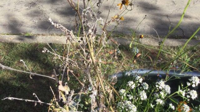 Les fleurs commencent à mourir. Flowers start to die.