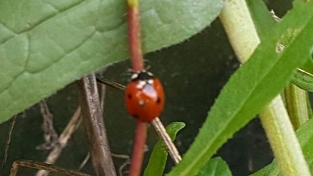 Une coccinelle