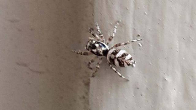 Une araignée (Zebra Jumping Spider)