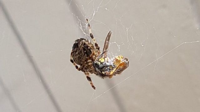Une araignée et une guêpe (An Orb Weaver and a wasp)