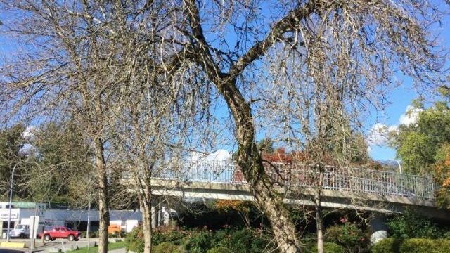 Quelques arbres perdent les feuilles. Some trees lose their leaves.
