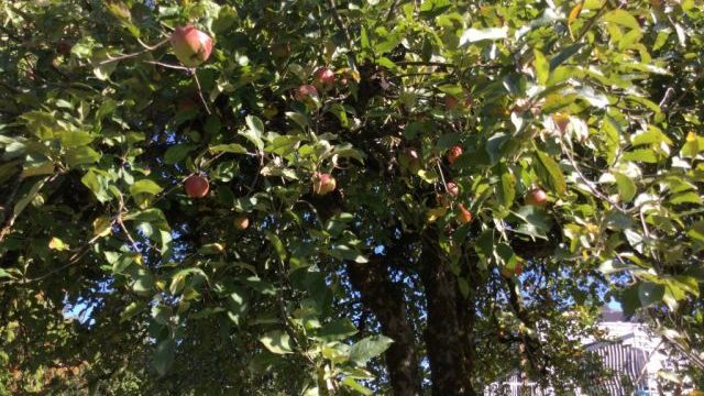 La récolte de pommes commence. Apples start getting harvested.