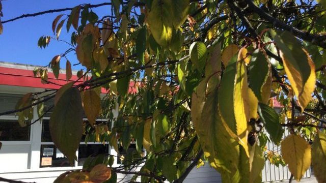 Les feuilles changent couleur. Leaves are changing colours.