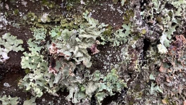 Le lichen